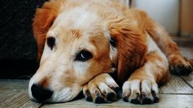 National Rescue Dog Day 2022